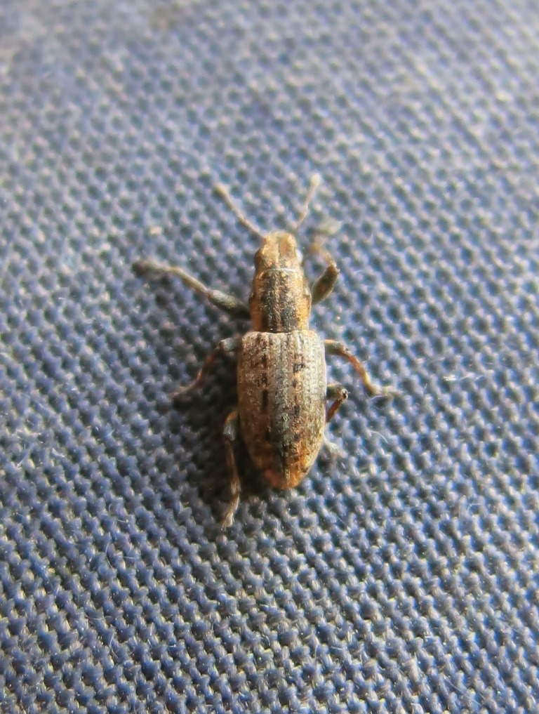 Sitona cinnamomeus - Curculionidae