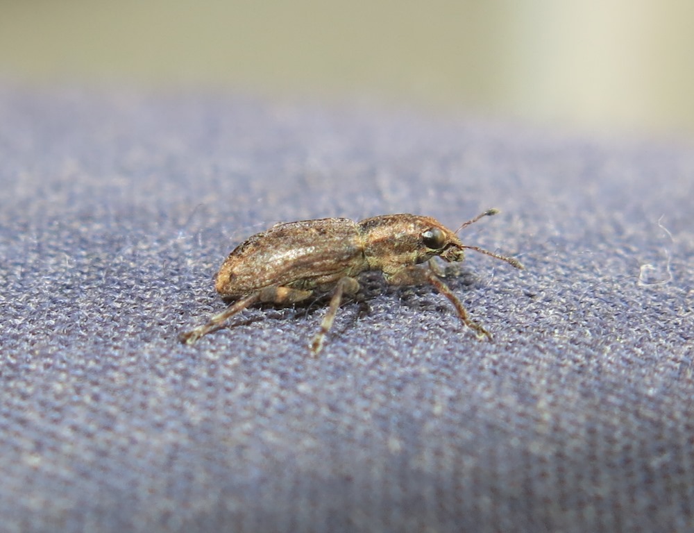 Sitona cinnamomeus - Curculionidae