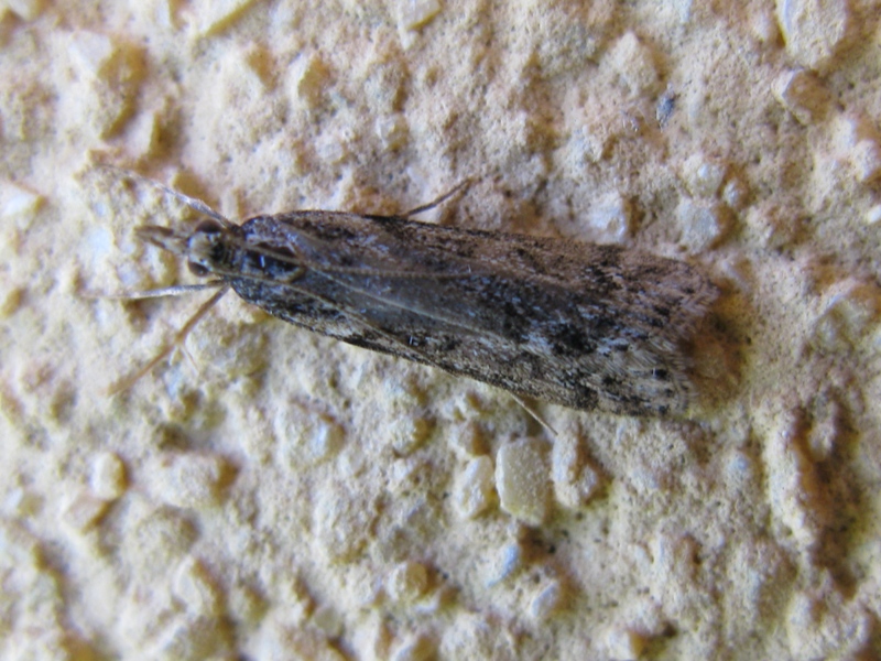 Crambidae da determinare 1!