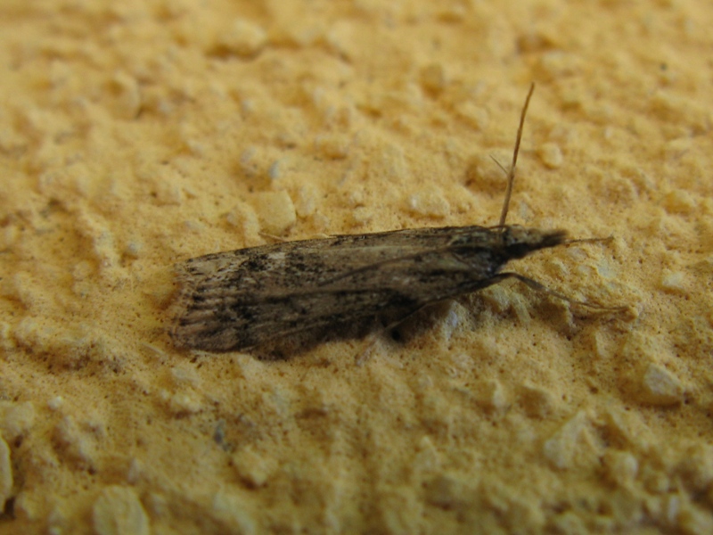 Crambidae da determinare 1!