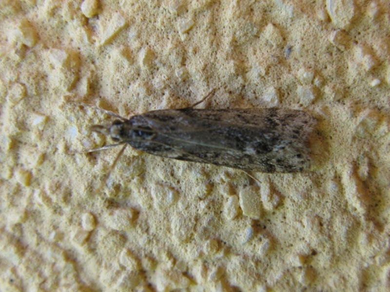 Crambidae da determinare 1!