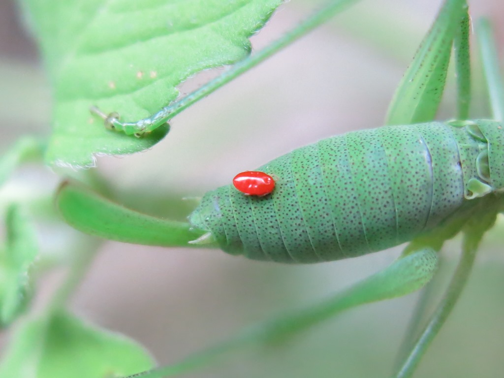 ninfa di Leptophyes laticauda  parassitata