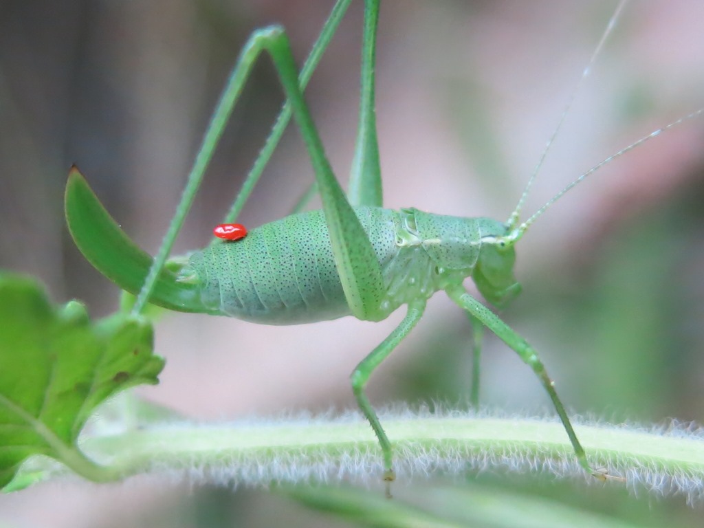 ninfa di Leptophyes laticauda  parassitata