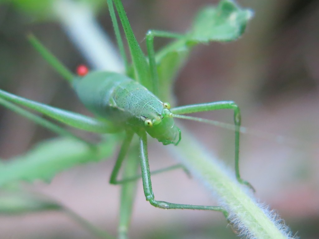 ninfa di Leptophyes laticauda  parassitata