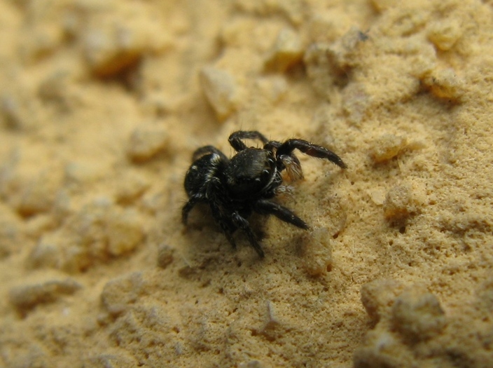 Pellenes sp. - Acquapendente (VT)