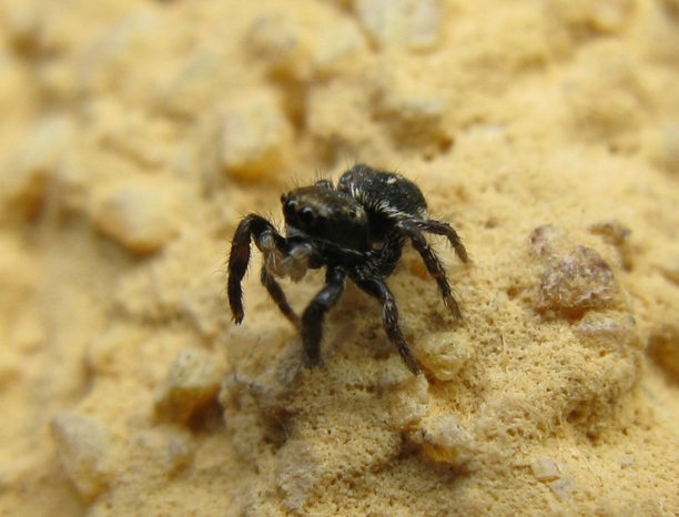 Pellenes sp. - Acquapendente (VT)