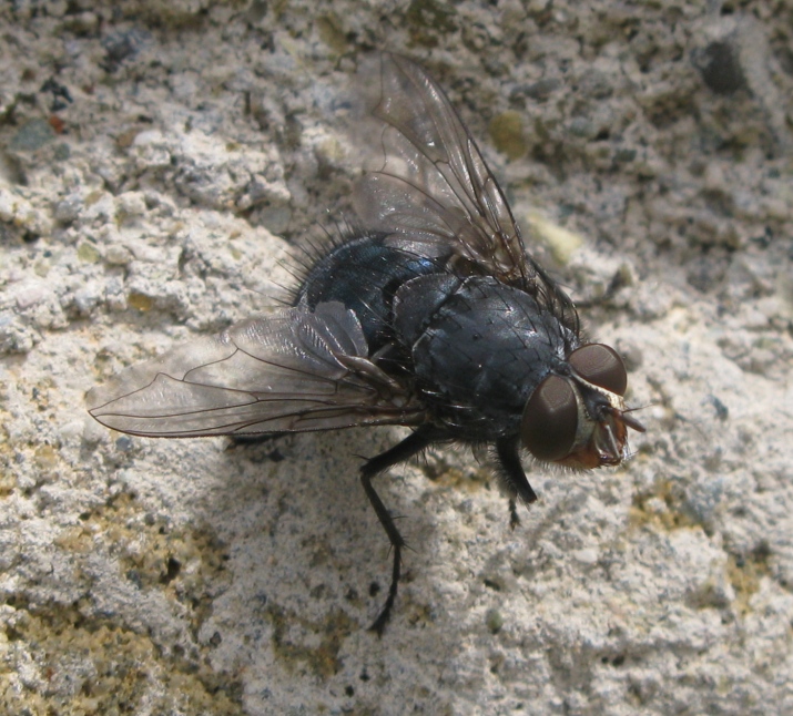 Calliphoridae da determinare ?