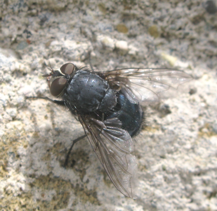 Calliphoridae da determinare ?