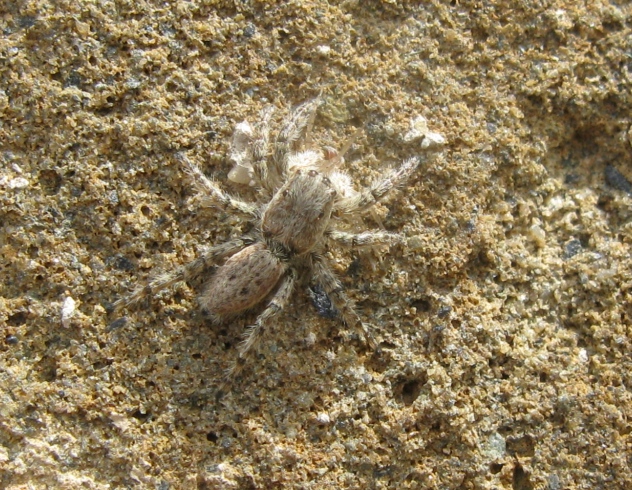 Menemerus sp. - Acquapendente (VT)