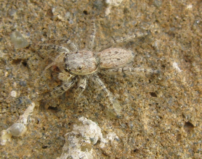 Menemerus sp. - Acquapendente (VT)