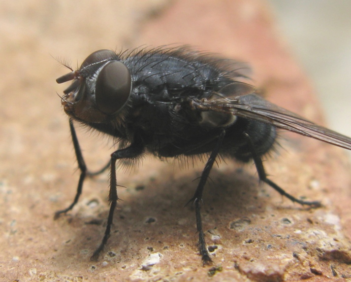 Calliphoridae da determinare ?