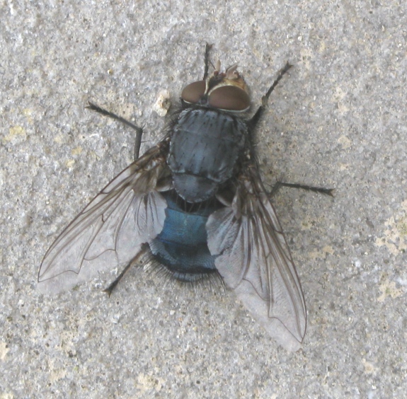 Calliphoridae da determinare ?