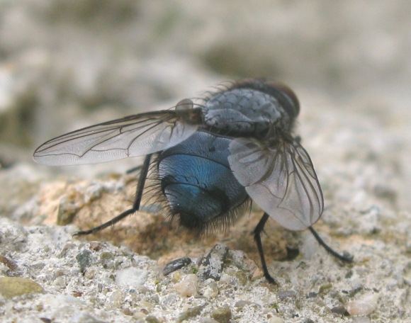 Calliphoridae da determinare ?