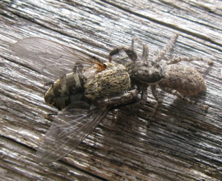 Menemerus sp. - Acquapendente (VT)