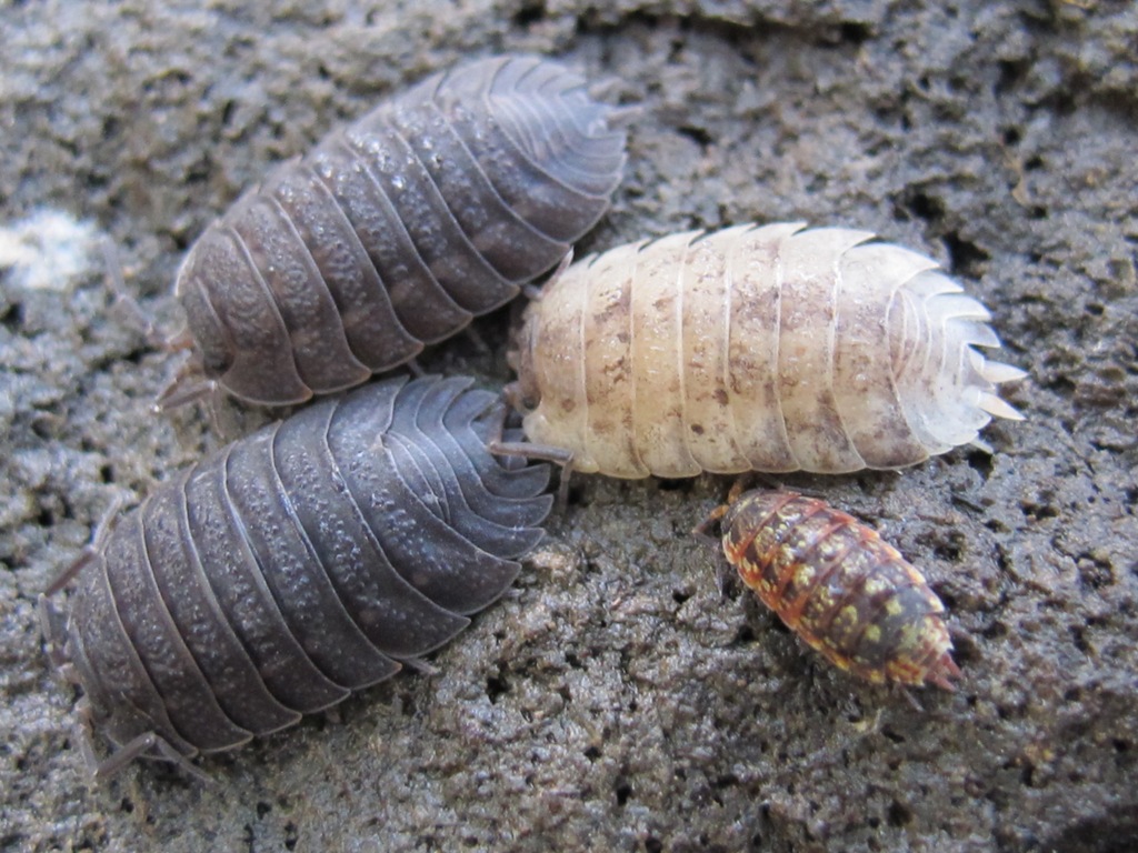 Isopode da identificare? 6 bis