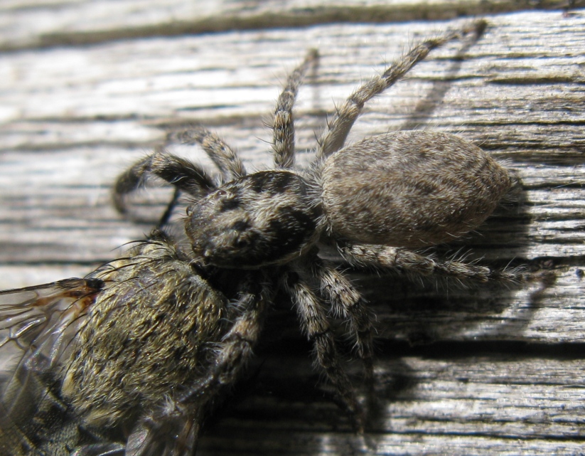 Menemerus sp. - Acquapendente (VT)