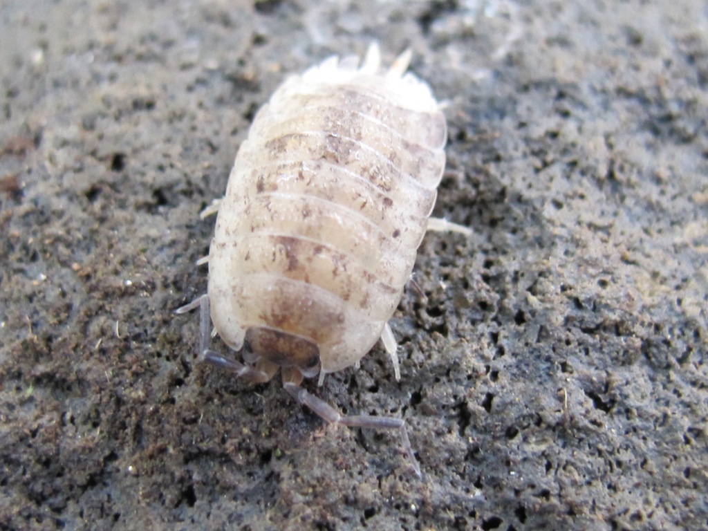Porcellio 6