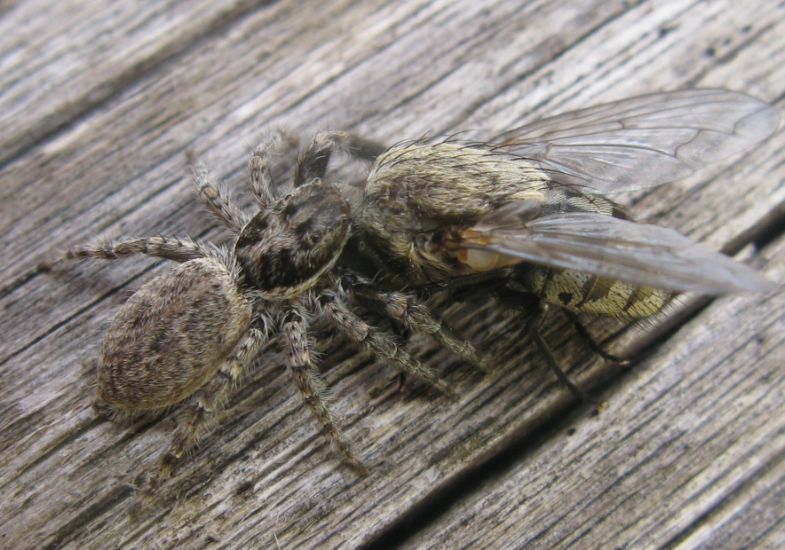 Menemerus sp. - Acquapendente (VT)
