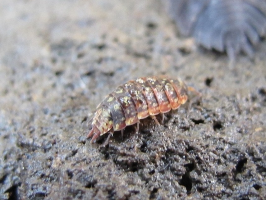 Isopode da identificare: Porcellio