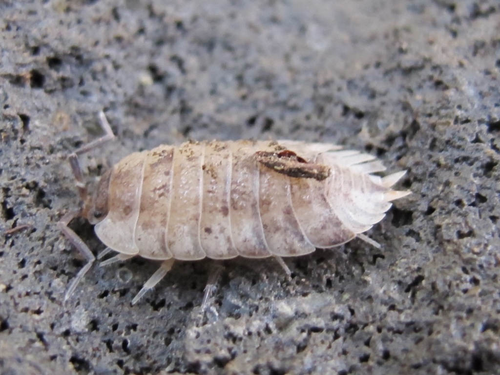 Porcellio 6