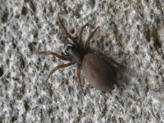 Haplodrassus sp. - Acquapendente (VT)