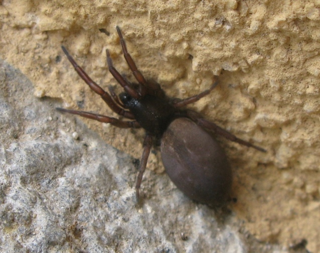 Haplodrassus sp. - Acquapendente (VT)