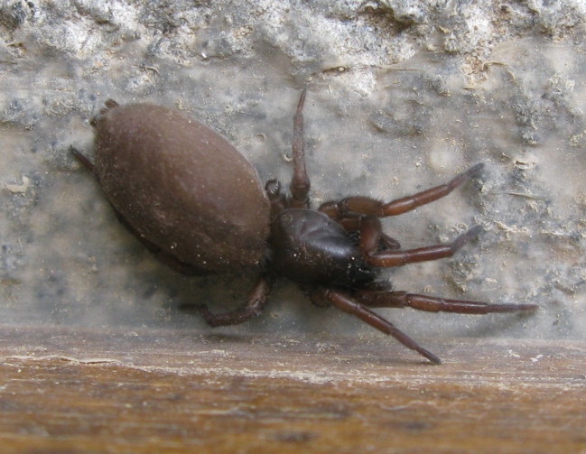Haplodrassus sp. - Acquapendente (VT)