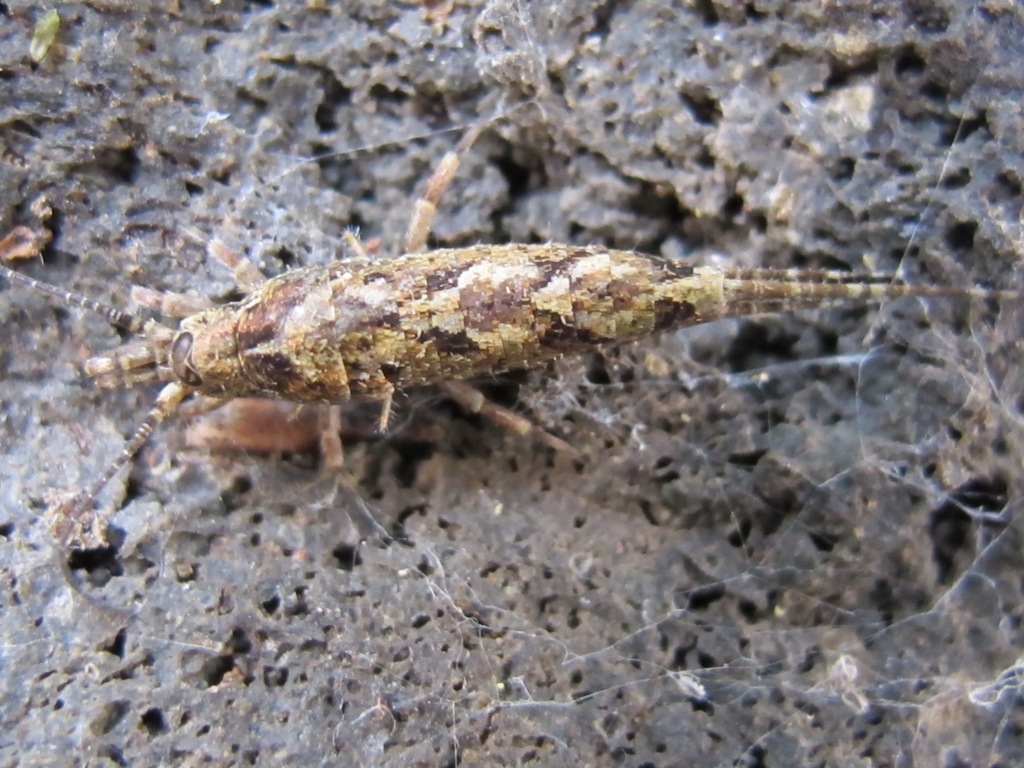 Machilidae da determinare? 1