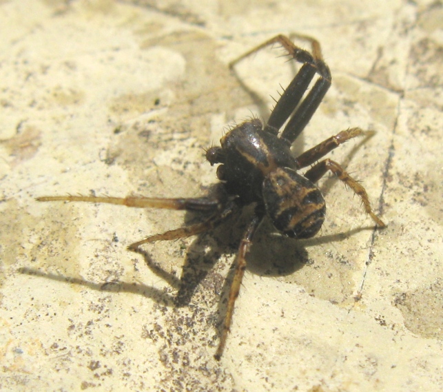 Xysticus sp. - Acquapendente (VT)