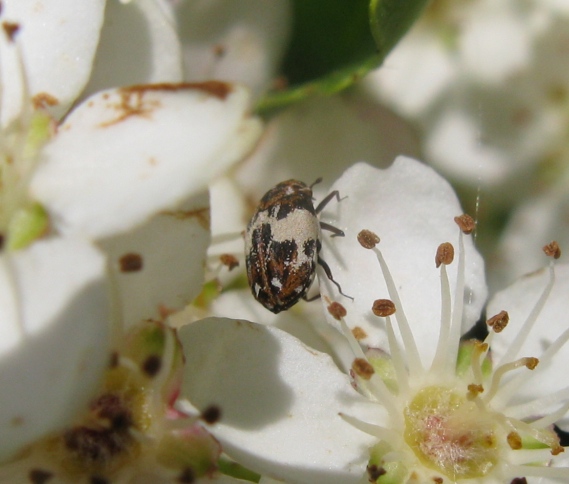 Dermestidae - Anthrenus delicatus ?