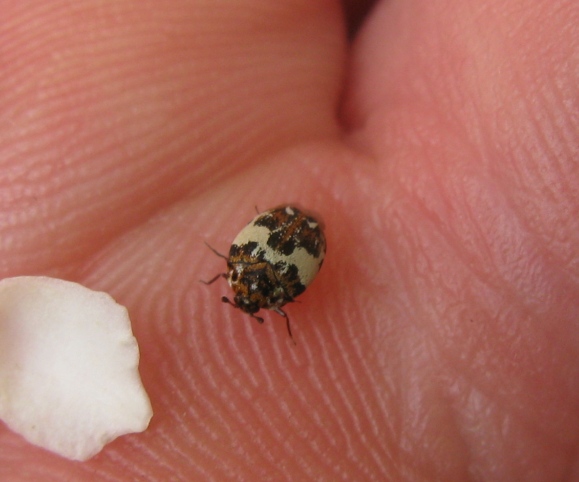 Dermestidae - Anthrenus delicatus ?