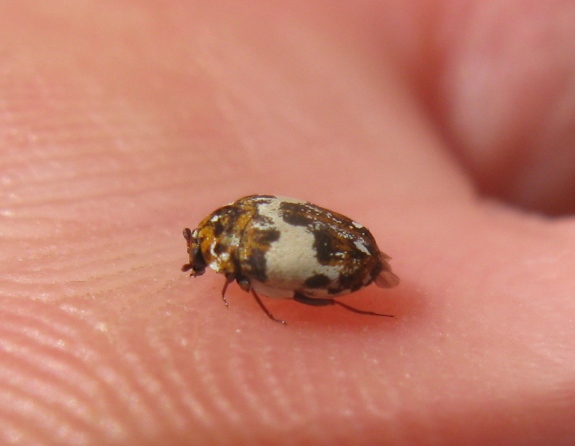 Dermestidae - Anthrenus delicatus ?