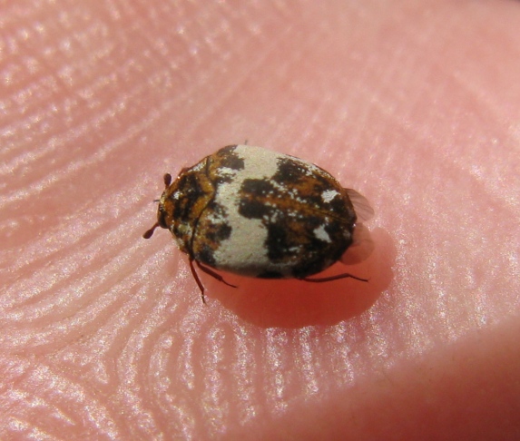 Dermestidae - Anthrenus delicatus ?