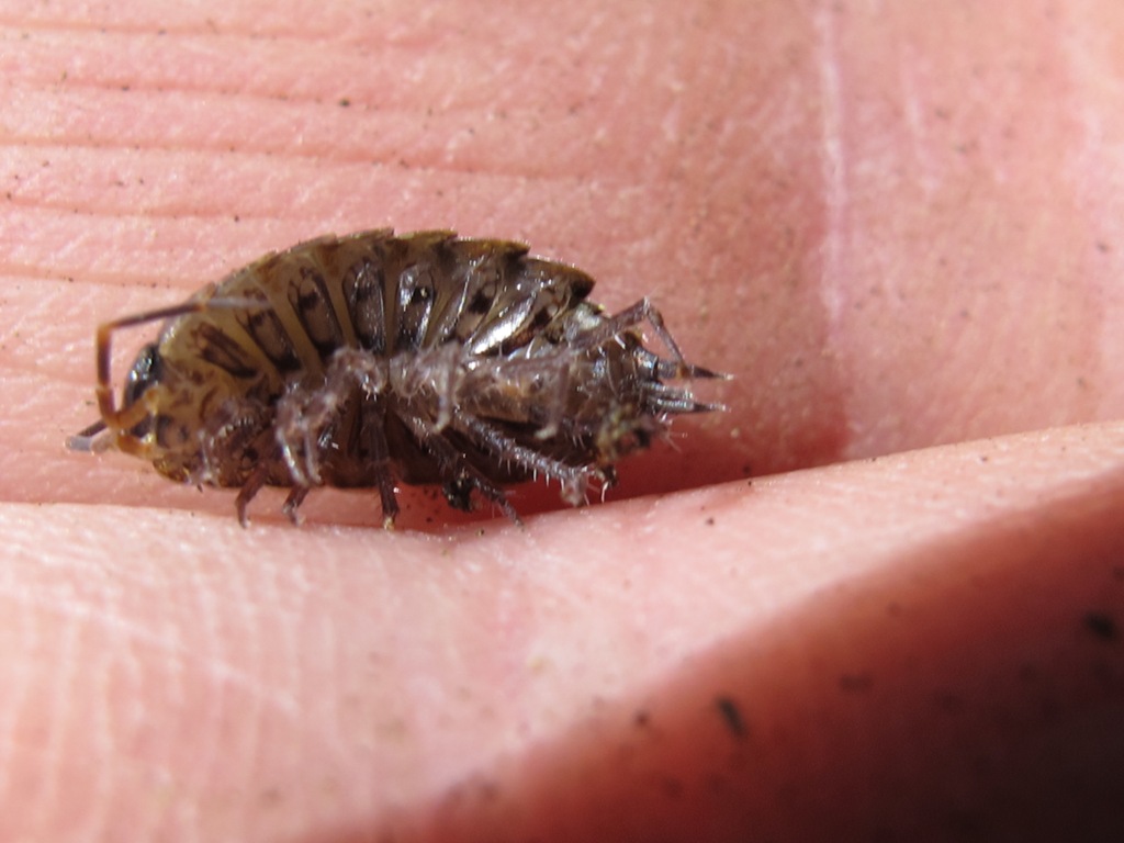 Phyloscia affinis
