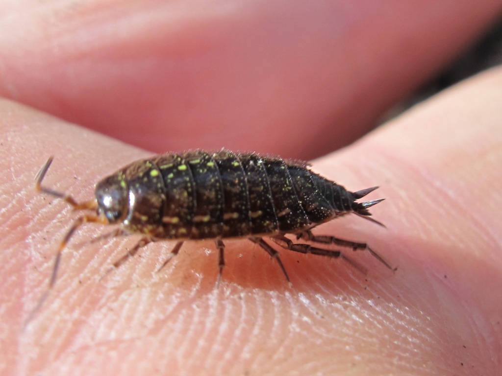Phyloscia affinis
