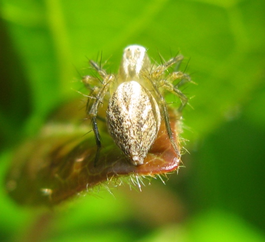 Oxyopes lineatus - Acquapendente (VT)