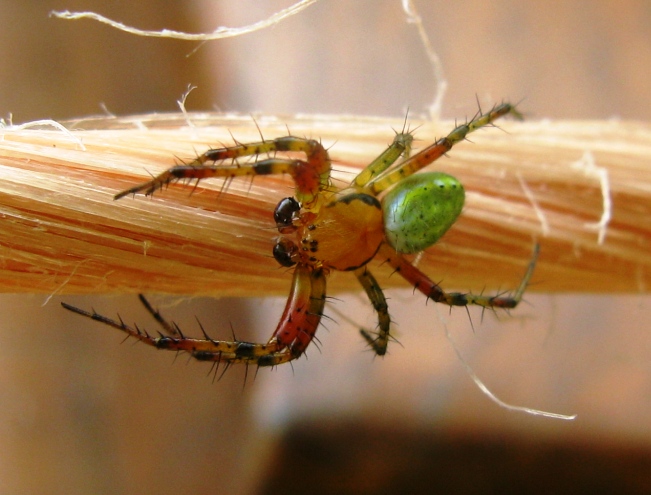 Araniella sp. - Acquapendente (VT)