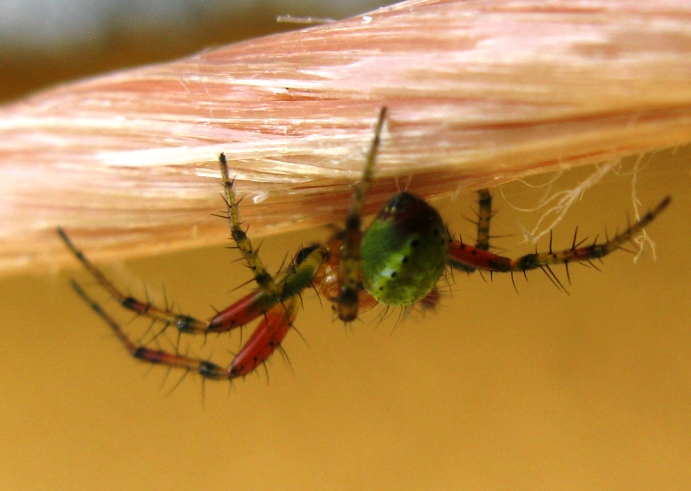 Araniella sp. - Acquapendente (VT)