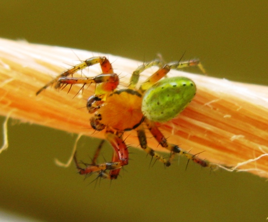 Araniella sp. - Acquapendente (VT)