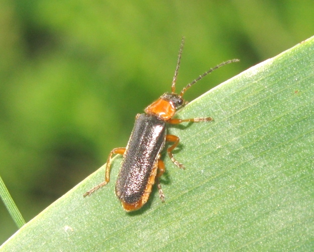 cantharidae da determinare ? - Cantharis flavilabris