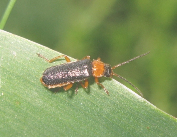 cantharidae da determinare ? - Cantharis flavilabris