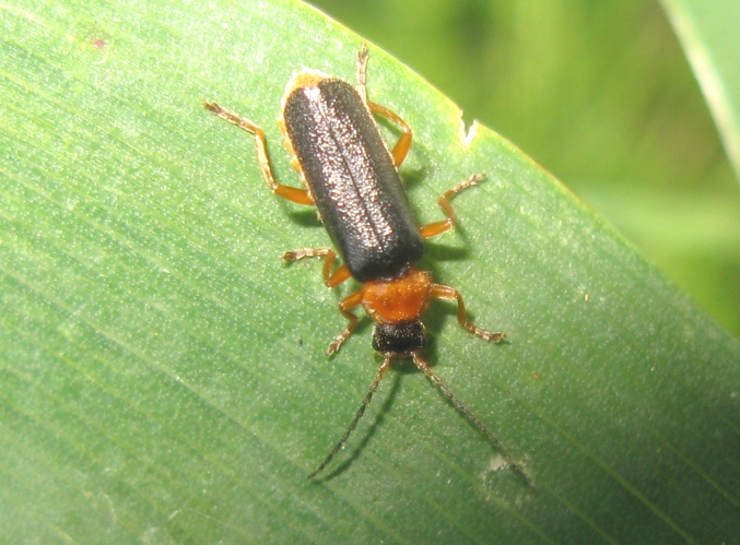 cantharidae da determinare ? - Cantharis flavilabris