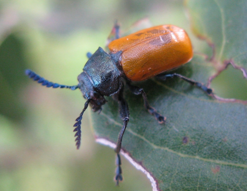 Chrysomelidae da identificare: Labidostomis taxicornis (cf.)