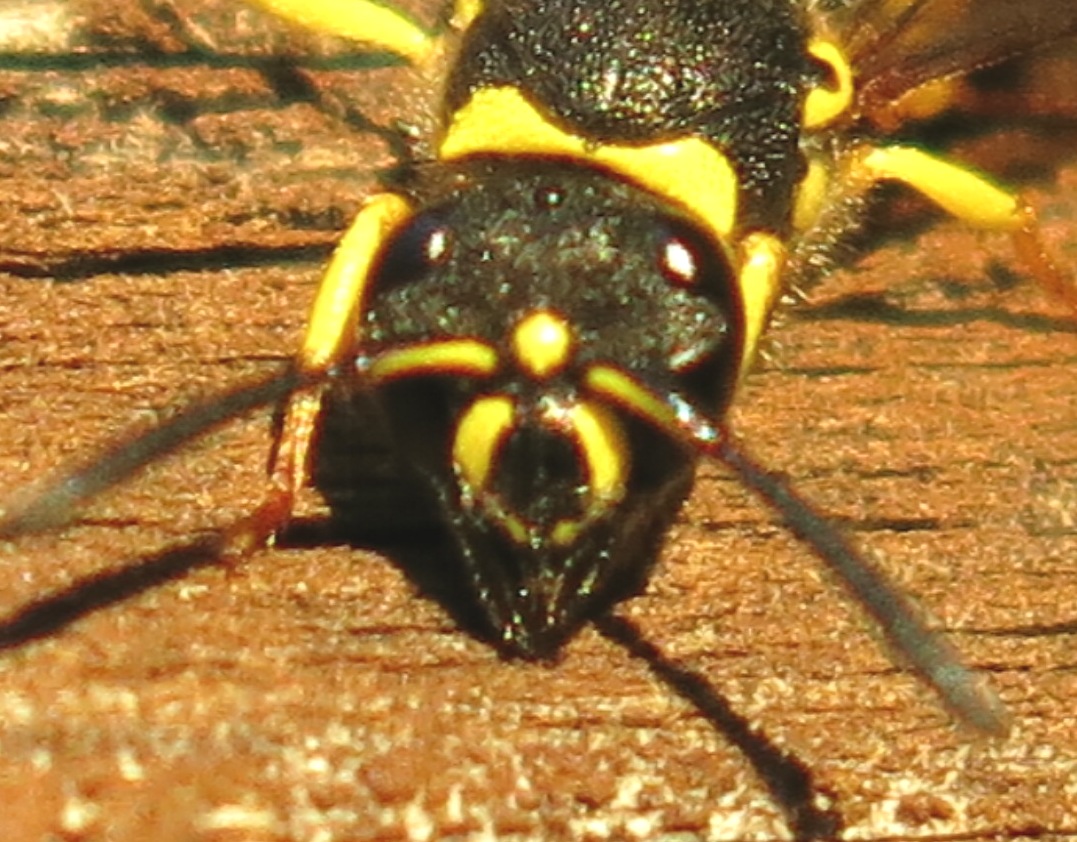 Ancistrocerus longispinosus, Vespidae Eumeninae