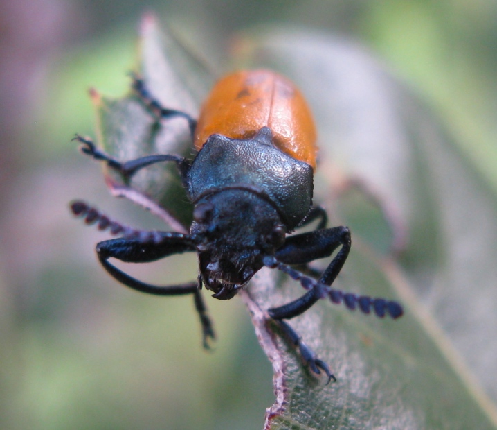 Chrysomelidae da identificare: Labidostomis taxicornis (cf.)
