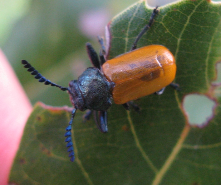 Chrysomelidae da identificare: Labidostomis taxicornis (cf.)