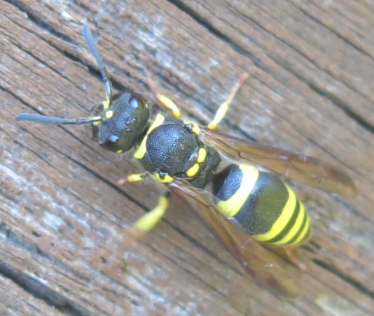 Ancistrocerus longispinosus, Vespidae Eumeninae