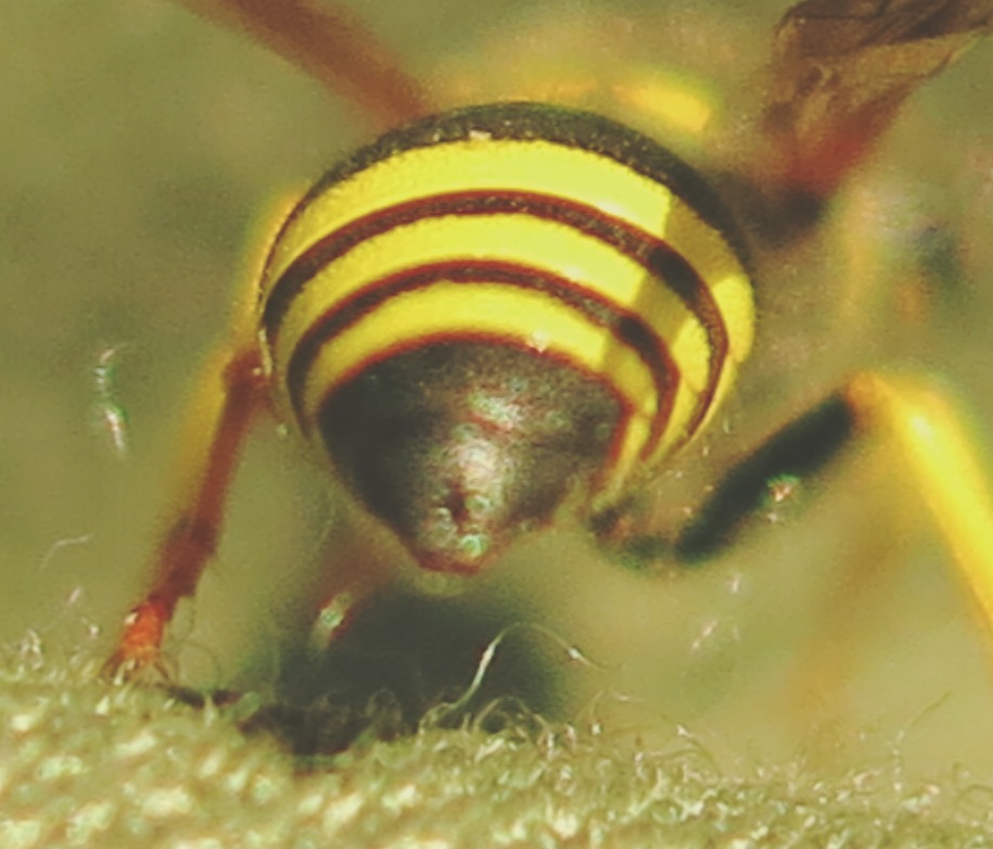 Ancistrocerus longispinosus, Vespidae Eumeninae