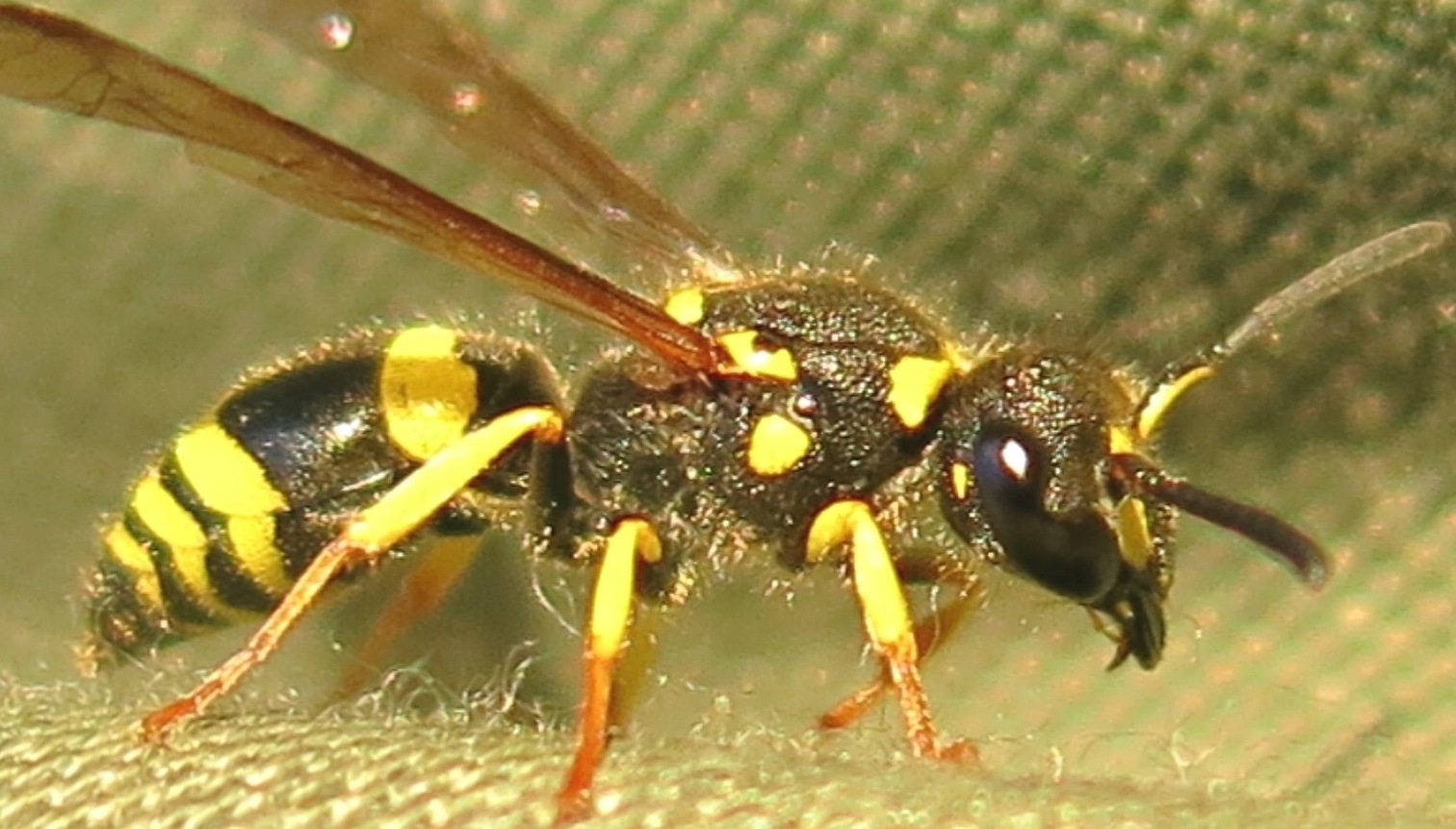 Ancistrocerus longispinosus, Vespidae Eumeninae