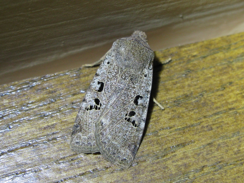 Noctuidae dadeterminare 15!